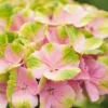 Hortensia (Hydrangea 'Magical Jewel Pink')
