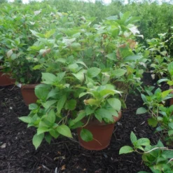 Hortensia (Hydrangea Macrophylla 'Soeur Therese') -Aanbiedingen Tuin Verrassing Winkel hydrangea macrophylla soeur therese c50