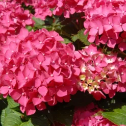 Hortenisa (Hydrangea Macrophylla 'Tovelit')