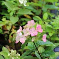 Pluimhortensia (Hydrangea Paniculata 'Dart's Little Dot') 23 Pluimhortensia (Hydrangea Paniculata 'Dart's Little Dot') -Aanbiedingen Tuin Verrassing Winkel hydrangea pan. dart s little dot 1