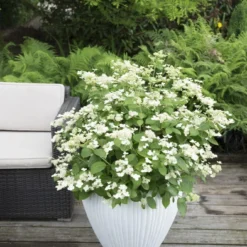 Hortensia (Hydrangea 'Prim White')