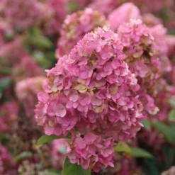 Pluimhortensia (Hydrangea Paniculata 'Sundae Fraise') -Aanbiedingen Tuin Verrassing Winkel hydrangea pan sundae fraise 2 2.5 frank elst