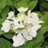 Pluimhortensia (Hydrangea Paniculata 'Dart's Little Dot')