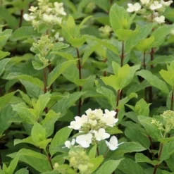 Pluimhortensia (Hydrangea Paniculata 'Dart's Little Dot') 22 Pluimhortensia (Hydrangea Paniculata 'Dart's Little Dot') -Aanbiedingen Tuin Verrassing Winkel hydrangea paniculata darts little dot 2