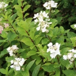 Pluimhortensia (Hydrangea Paniculata 'Dart's Little Dot') 16 Pluimhortensia (Hydrangea Paniculata 'Dart's Little Dot') -Aanbiedingen Tuin Verrassing Winkel hydrangea paniculata darts little dot 4