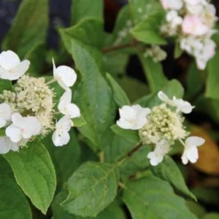 Pluimhortensia (Hydrangea Paniculata 'Dart's Little Dot') 17 Pluimhortensia (Hydrangea Paniculata 'Dart's Little Dot') -Aanbiedingen Tuin Verrassing Winkel hydrangea paniculata darts little dot 5