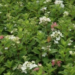 Pluimhortensia (Hydrangea Paniculata 'Dart's Little Dot') 21 Pluimhortensia (Hydrangea Paniculata 'Dart's Little Dot') -Aanbiedingen Tuin Verrassing Winkel hydrangea paniculata darts little dot 7