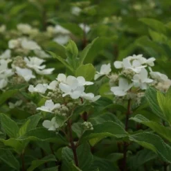 Pluimhortensia (Hydrangea Paniculata 'Dart's Little Dot') 19 Pluimhortensia (Hydrangea Paniculata 'Dart's Little Dot') -Aanbiedingen Tuin Verrassing Winkel hydrangea paniculata darts little dot 8