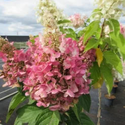 Pluimhortensia Op Stam (Hydrangea Paniculata 'Pinky Winky') -Aanbiedingen Tuin Verrassing Winkel hydrangea paniculata pinky winky 2 1 1