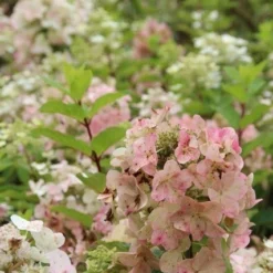 Pluimhortensia (Hydrangea Paniculata 'Unique') -Aanbiedingen Tuin Verrassing Winkel hydrangea paniculata unique 1