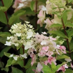 Pluimhortensia (Hydrangea Paniculata 'Unique') -Aanbiedingen Tuin Verrassing Winkel hydrangea paniculata unique 2