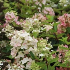Pluimhortensia (Hydrangea Paniculata 'Unique') -Aanbiedingen Tuin Verrassing Winkel hydrangea paniculata unique 3