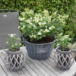 Hortensia (Hydrangea 'Prim White') -Aanbiedingen Tuin Verrassing Winkel hydrangea prim white 01