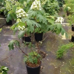 Eikenbladhortensia (Hydrangea Quercifolia) -Aanbiedingen Tuin Verrassing Winkel hydrangea quercifolia