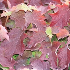 Eikenbladhortensia (Hydrangea Quercifolia) -Aanbiedingen Tuin Verrassing Winkel hydrangea quercifolia 1