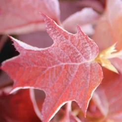 Eikenbladhortensia (Hydrangea Quercifolia) -Aanbiedingen Tuin Verrassing Winkel hydrangea quercifolia 2