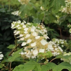 Eikenbladhortensia (Hydrangea Quercifolia) -Aanbiedingen Tuin Verrassing Winkel hydrangea quercifolia 2 1
