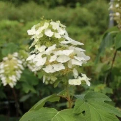Eikenbladhortensia (Hydrangea Quercifolia) -Aanbiedingen Tuin Verrassing Winkel hydrangea quercifolia 3