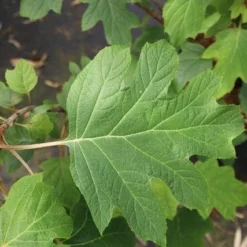 Eikenbladhortensia (Hydrangea Quercifolia) -Aanbiedingen Tuin Verrassing Winkel hydrangea quercifolia 4