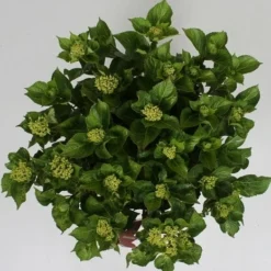 Hortensia Soft Pink Salsa (Hydrangea 'Music Collection') -Aanbiedingen Tuin Verrassing Winkel hydrangea soft pink salsa c5 4