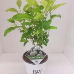 Hortensia (Hydrangea 'Strong Annabelle') -Aanbiedingen Tuin Verrassing Winkel hydrangea strong annabel