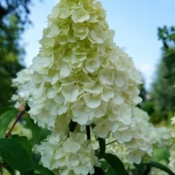 Pluimhortensia (Hydrangea Paniculata 'Sundae Fraise') -Aanbiedingen Tuin Verrassing Winkel hydrangea sundae fraise 01