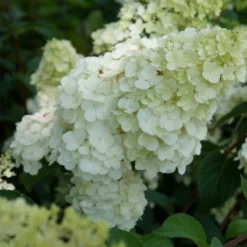 Pluimhortensia (Hydrangea Paniculata 'Sundae Fraise') -Aanbiedingen Tuin Verrassing Winkel hydrangea sundae fraise 02