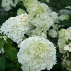 Pluimhortensia (Hydrangea Paniculata 'Sundae Fraise') -Aanbiedingen Tuin Verrassing Winkel hydrangea sundae fraise 03