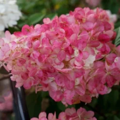 Pluimhortensia (Hydrangea Paniculata 'Sundae Fraise') -Aanbiedingen Tuin Verrassing Winkel hydrangea sundae fraise 03 middel