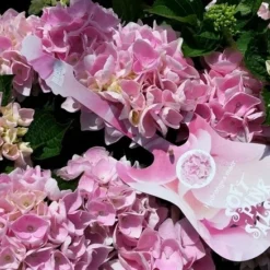 Hortensia Soft Pink Salsa (Hydrangea 'Music Collection') -Aanbiedingen Tuin Verrassing Winkel hydrangeasoftpinksalsa01 1
