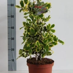 Hulst (Ilex Altaclerensis 'Golden King') -Aanbiedingen Tuin Verrassing Winkel ilex al. golden king 50 60 cm c5 kopie