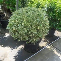 Bonte Hulst In Bolvorm (Ilex Aquifolium 'Argentea Marginata') -Aanbiedingen Tuin Verrassing Winkel ilex aquifolium argenteomarginatum bol 80 100