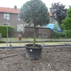 Hulst Op Stam (Ilex Aquifolium) -Aanbiedingen Tuin Verrassing Winkel ilex aquifolium halfstam 30 35