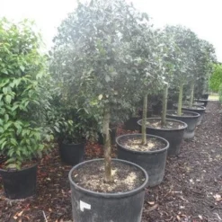 Hulst Op Stam (Ilex Aquifolium) -Aanbiedingen Tuin Verrassing Winkel ilex aquifolium halfstam c130 150