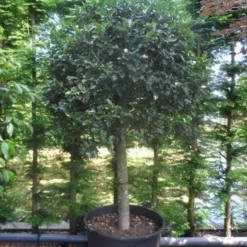 Hulst Op Stam (Ilex Aquifolium) -Aanbiedingen Tuin Verrassing Winkel ilex aquifolium halfstam c200 extra