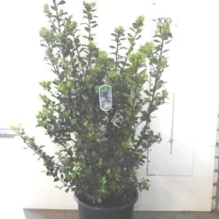Blauwe Hulst (Ilex Meserveae 'Blue Prince') -Aanbiedingen Tuin Verrassing Winkel ilex blue prince c20
