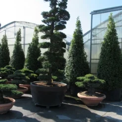 Japanse Hulst Als Bonsai (Ilex Crenata) -Aanbiedingen Tuin Verrassing Winkel ilex bonsai