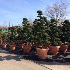 Japanse Hulst Als Bonsai (Ilex Crenata) -Aanbiedingen Tuin Verrassing Winkel ilex crenata bonsai s