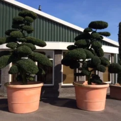 Japanse Hulst Als Bonsai (Ilex Crenata) -Aanbiedingen Tuin Verrassing Winkel ilex crenata bonsai solitair extra