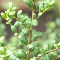 Japanse Hulst In Bolvorm (Ilex Crenata 'Convexa') -Aanbiedingen Tuin Verrassing Winkel ilex crenata convexa 1