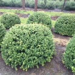 Japanse Hulst In Bolvorm (Ilex Crenata 'Convexa') -Aanbiedingen Tuin Verrassing Winkel ilex crenata convexa bol 100