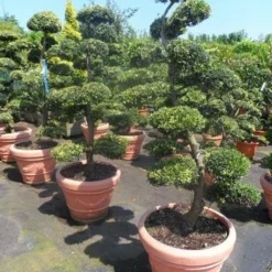 Japanse Hulst Als Bonsai (Ilex Crenata) -Aanbiedingen Tuin Verrassing Winkel ilex crenata kinmei bonsai 160 180