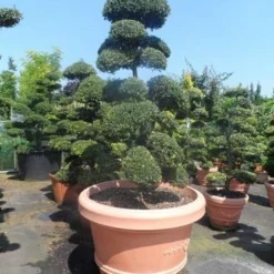 Japanse Hulst Als Bonsai (Ilex Crenata) -Aanbiedingen Tuin Verrassing Winkel ilex crenata kinmei bonsai 160 180 extra