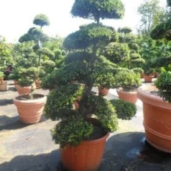 Japanse Hulst Als Bonsai (Ilex Crenata) -Aanbiedingen Tuin Verrassing Winkel ilex crenata kinmei bonsai 175 200 extra