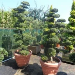 Japanse Hulst Als Bonsai (Ilex Crenata) -Aanbiedingen Tuin Verrassing Winkel ilex crenata kinmei bonsai 180 200