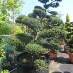 Japanse Hulst Als Bonsai (Ilex Crenata) -Aanbiedingen Tuin Verrassing Winkel ilex crenata kinmei bonsai 200 225 c750 1000