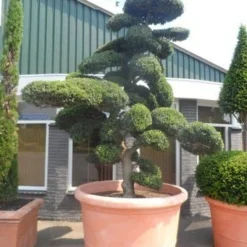 Japanse Hulst Als Bonsai (Ilex Crenata) -Aanbiedingen Tuin Verrassing Winkel ilex crenata kinmei bonsai 250 300 solitair extra