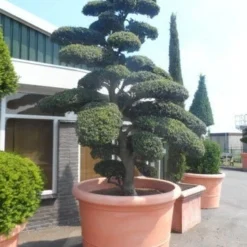 Japanse Hulst Als Bonsai (Ilex Crenata) -Aanbiedingen Tuin Verrassing Winkel ilex crenata kinmei bonsai 250 300 solitair extra2