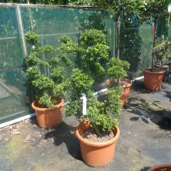 Japanse Hulst Als Bonsai (Ilex Crenata) -Aanbiedingen Tuin Verrassing Winkel ilex crenata kinmei ponpon 80 100