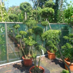 Japanse Hulst Als Bonsai (Ilex Crenata) -Aanbiedingen Tuin Verrassing Winkel ilex crenata ponpon 125 150